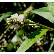 persicaria pensylvanica (l.) m. gómez