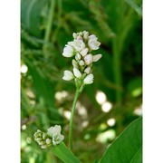 persicaria pensylvanica (l.) m. gómez