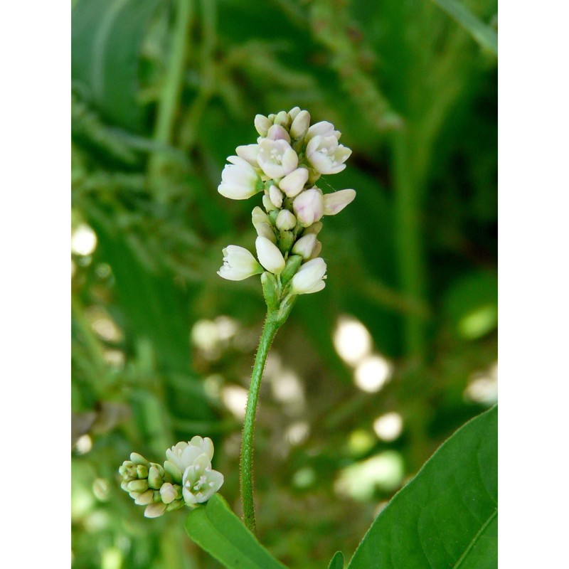 persicaria pensylvanica (l.) m. gómez