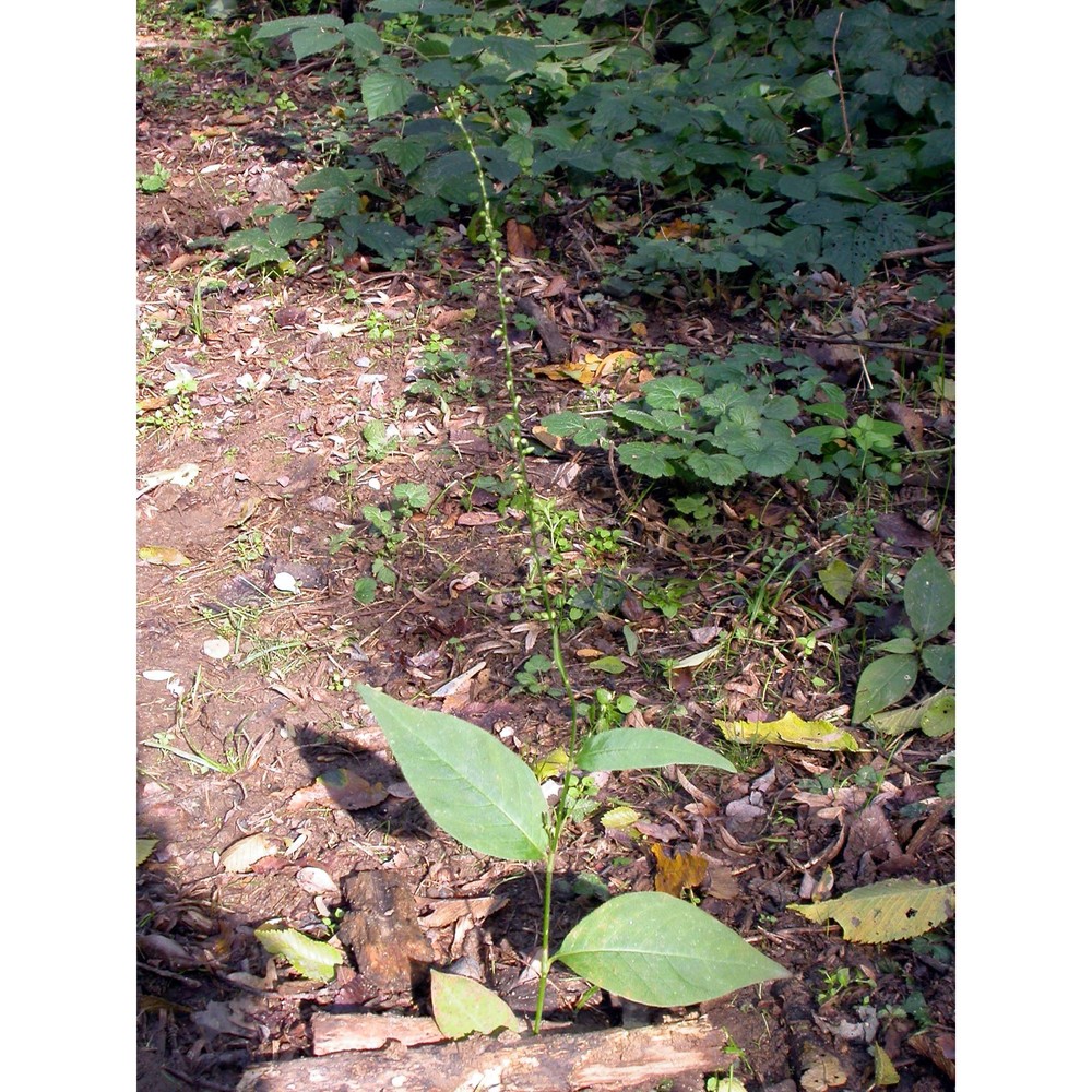 persicaria virginiana (l.) gaertn.