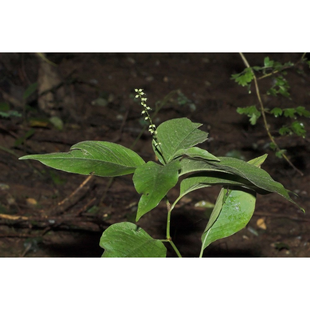 persicaria virginiana (l.) gaertn.