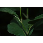 persicaria virginiana (l.) gaertn.