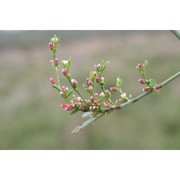 polygonum arenarium waldst. et kit.