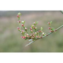 polygonum arenarium waldst. et kit.