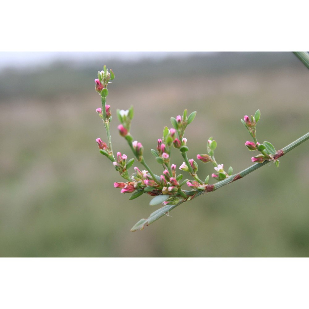 polygonum arenarium waldst. et kit.