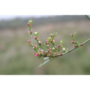 polygonum arenarium waldst. et kit.