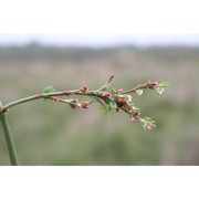 polygonum arenarium waldst. et kit.