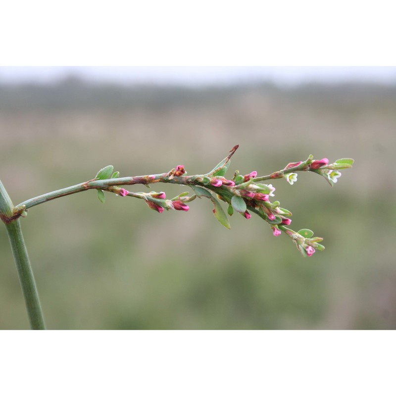 polygonum arenarium waldst. et kit.