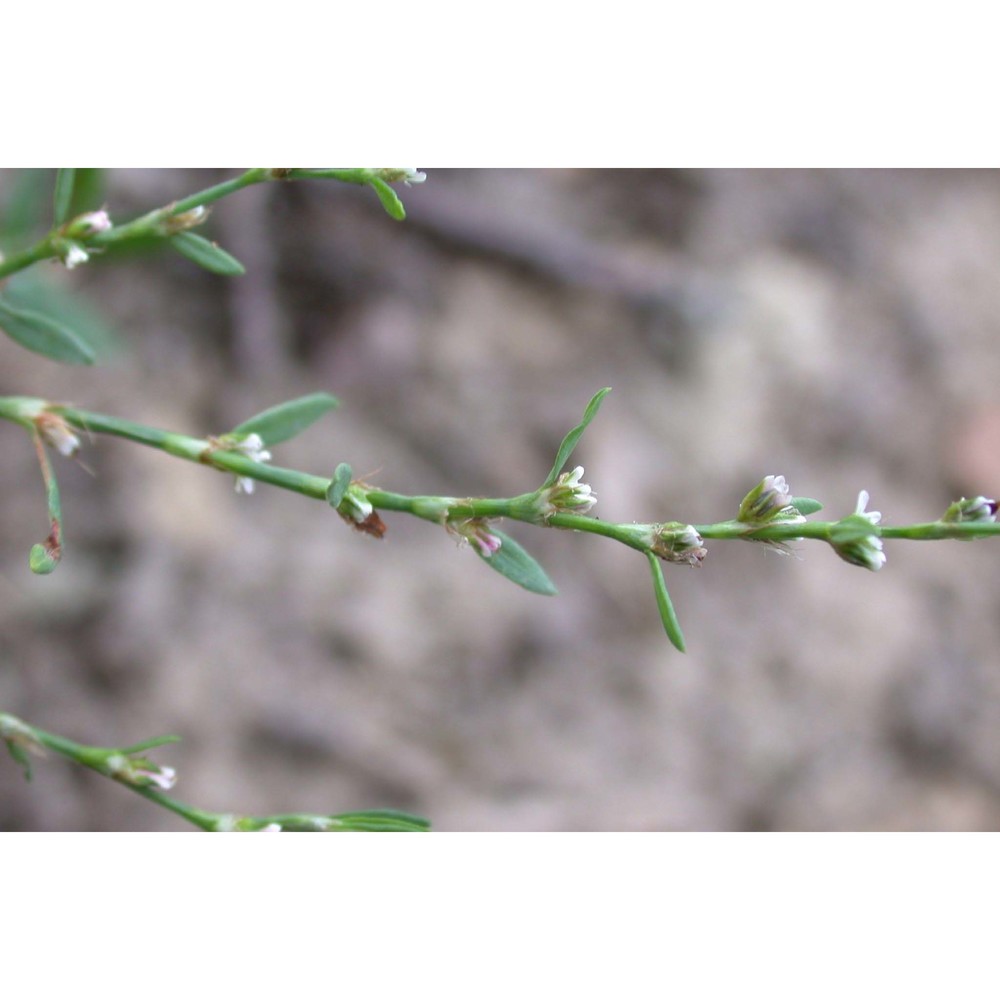 polygonum arenastrum boreau