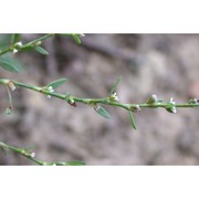 polygonum arenastrum boreau