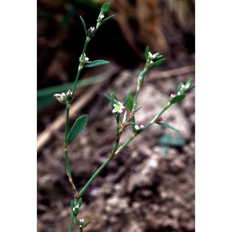 polygonum arenastrum boreau