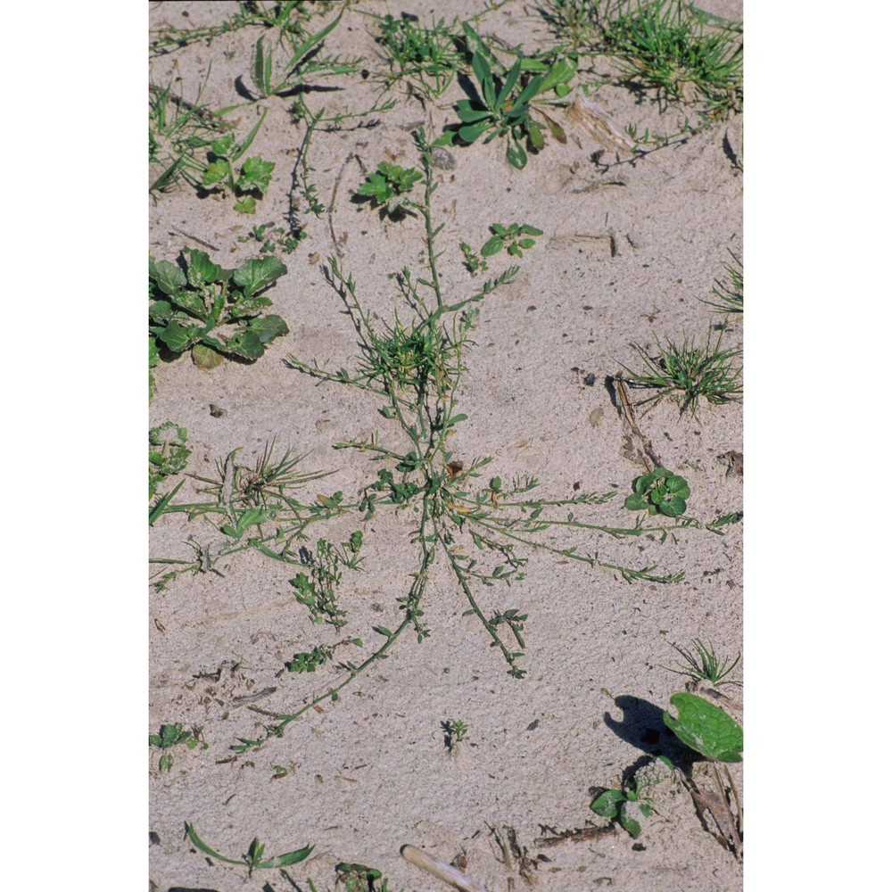 polygonum arenastrum boreau