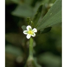 polygonum aviculare l.