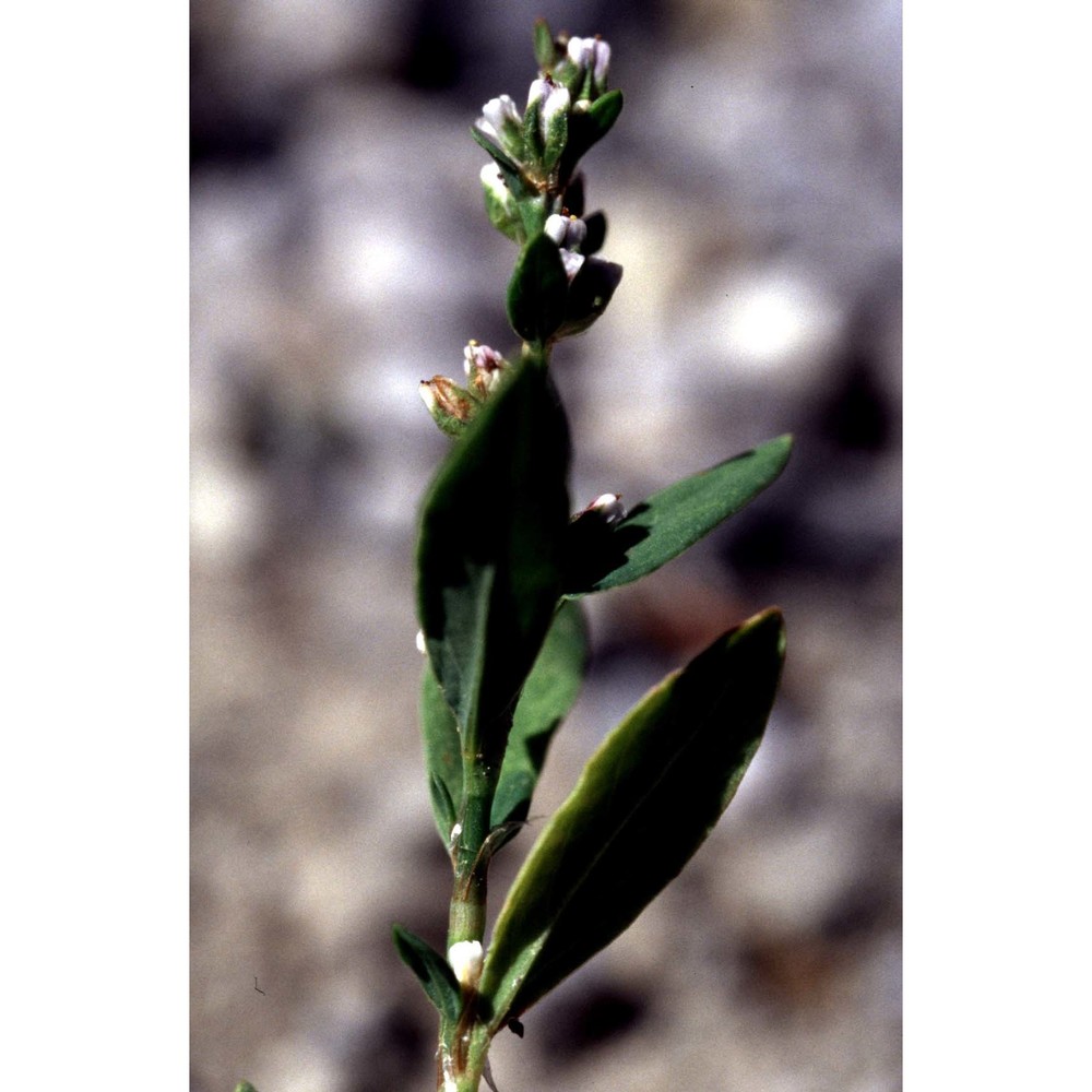 polygonum aviculare l.