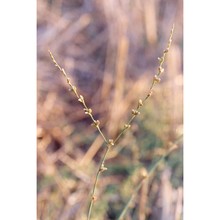 polygonum bellardii all.