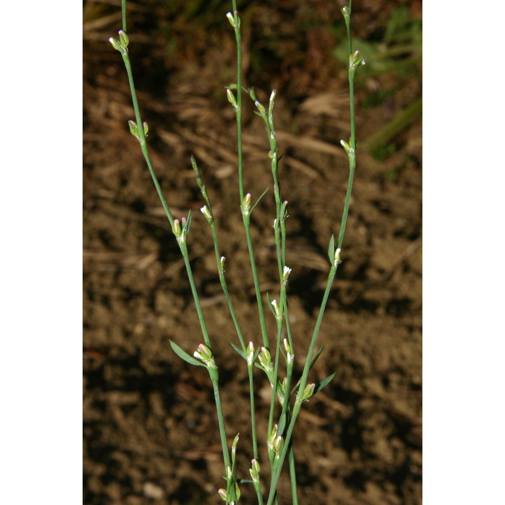 polygonum bellardii all.