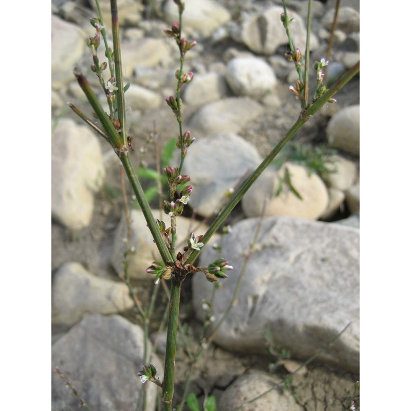 polygonum equisetiforme sm.