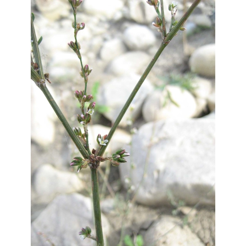 polygonum equisetiforme sm.