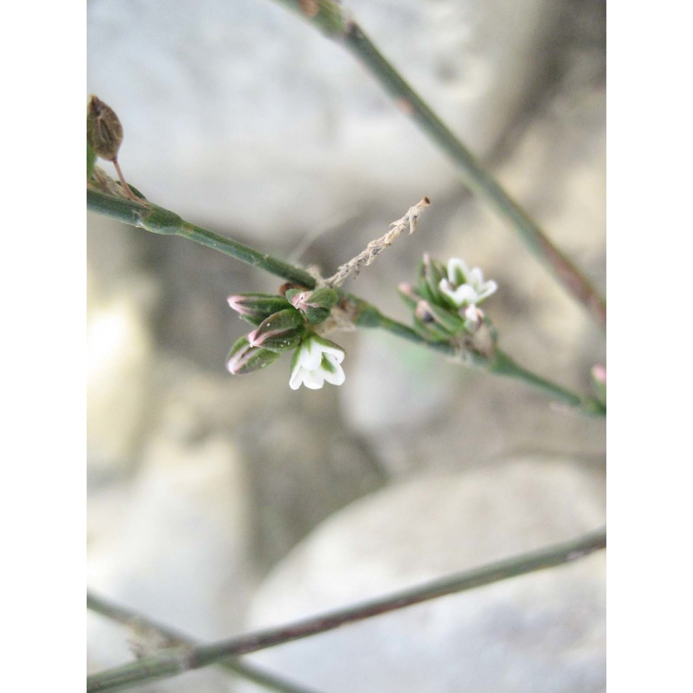 polygonum equisetiforme sm.