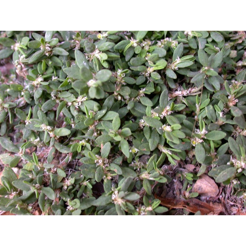 polygonum maritimum l.