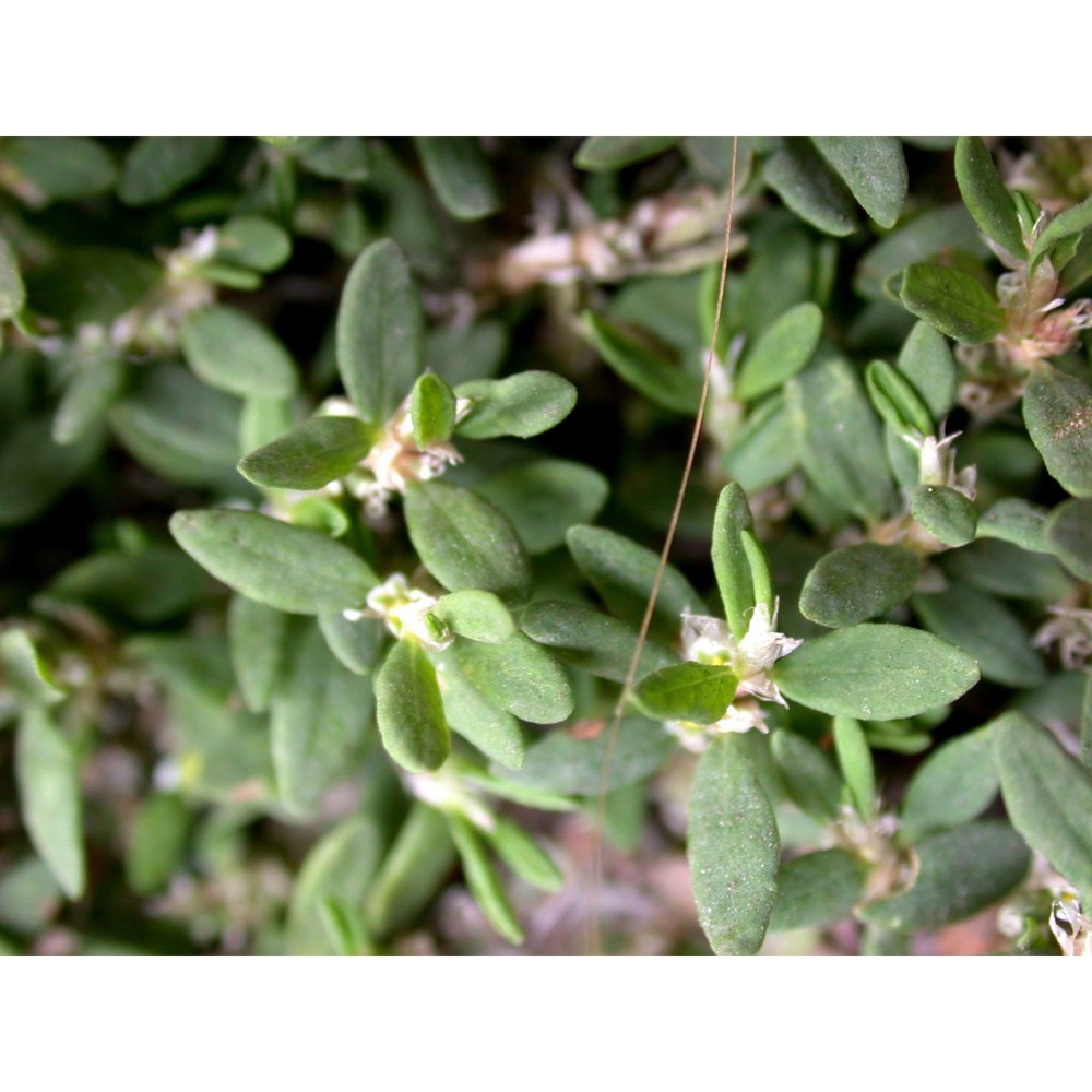 polygonum maritimum l.