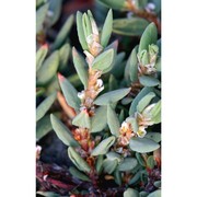 polygonum maritimum l.