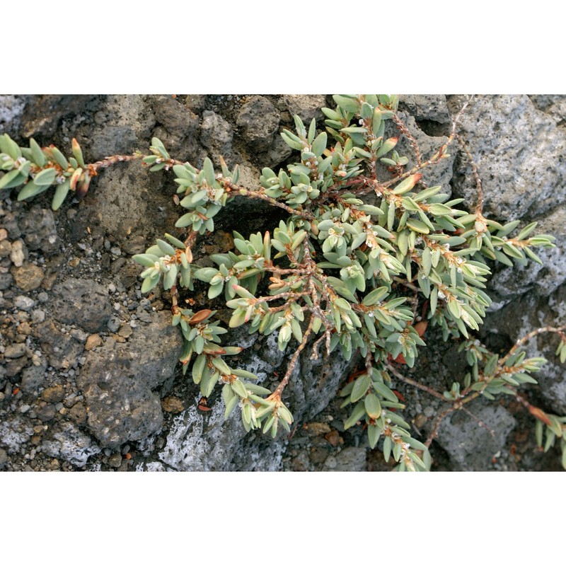 polygonum maritimum l.