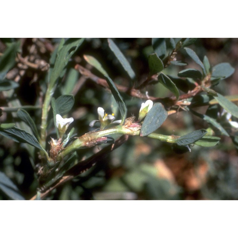 polygonum romanum jacq.