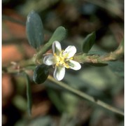 polygonum romanum jacq.