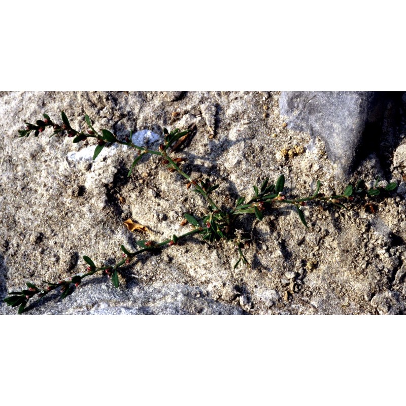 polygonum rurivagum jord. ex boreau