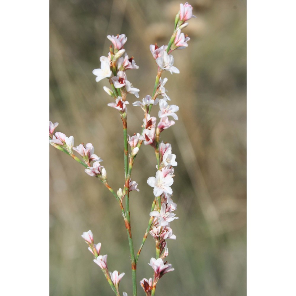 polygonum tenorei c. presl