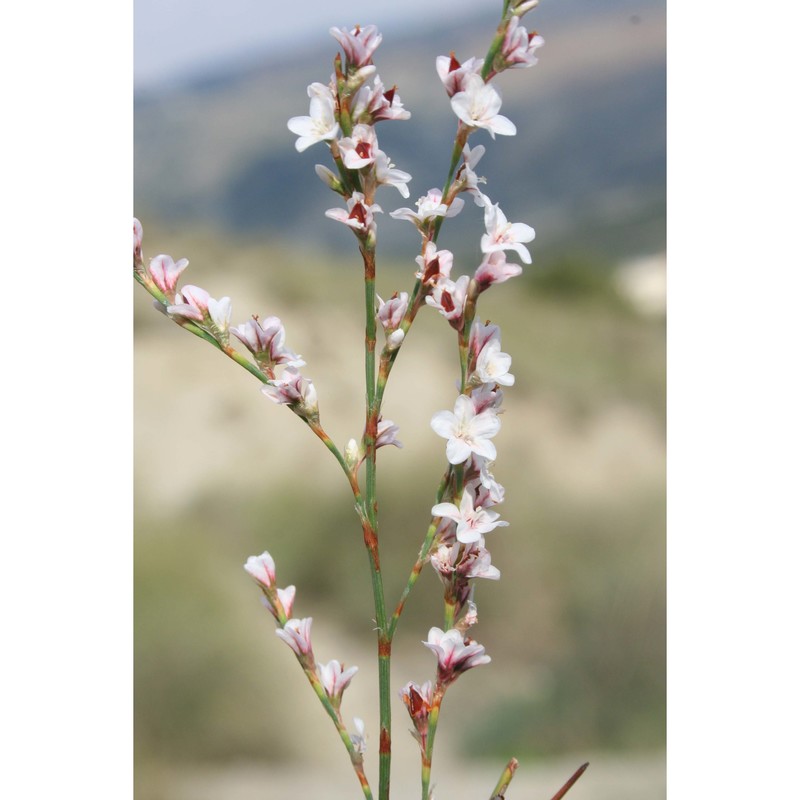 polygonum tenorei c. presl