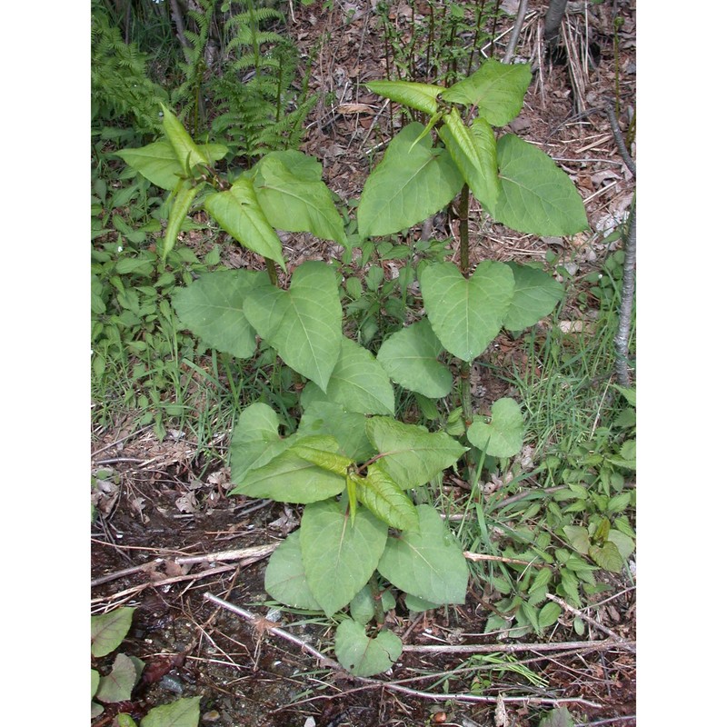 reynoutria sachalinensis nakai