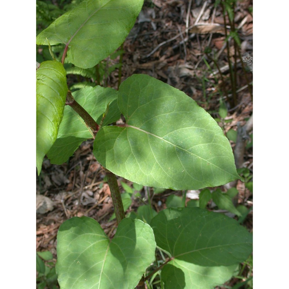 reynoutria sachalinensis nakai