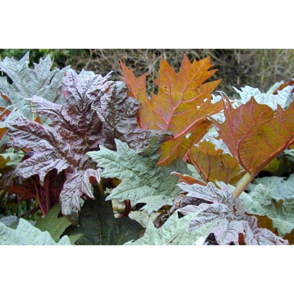 rheum palmatum l.