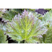 rheum palmatum l.