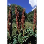 rheum palmatum l.