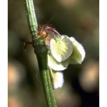 rumex acetosa l.