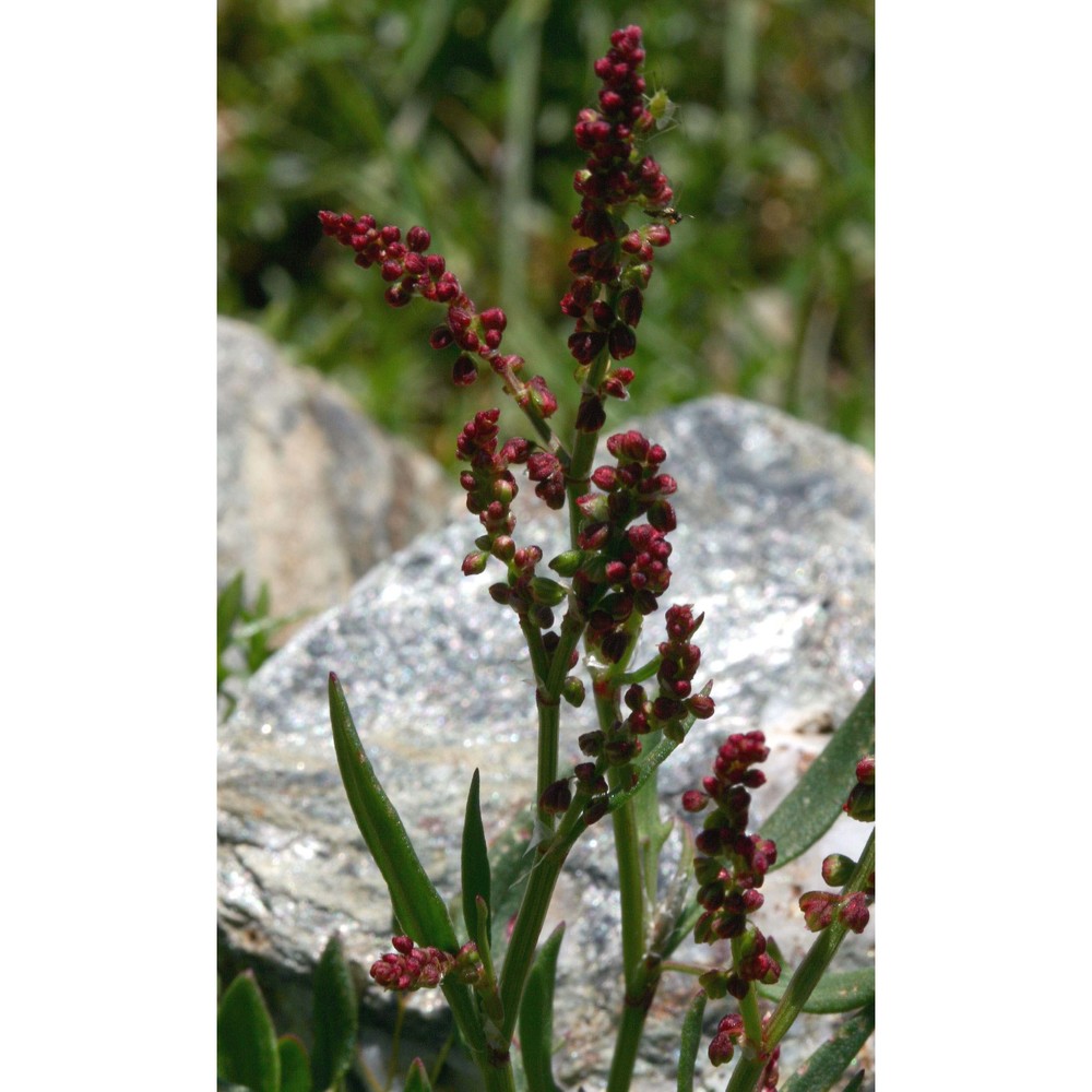 rumex acetosella l.