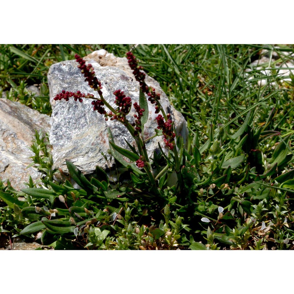 rumex acetosella l.