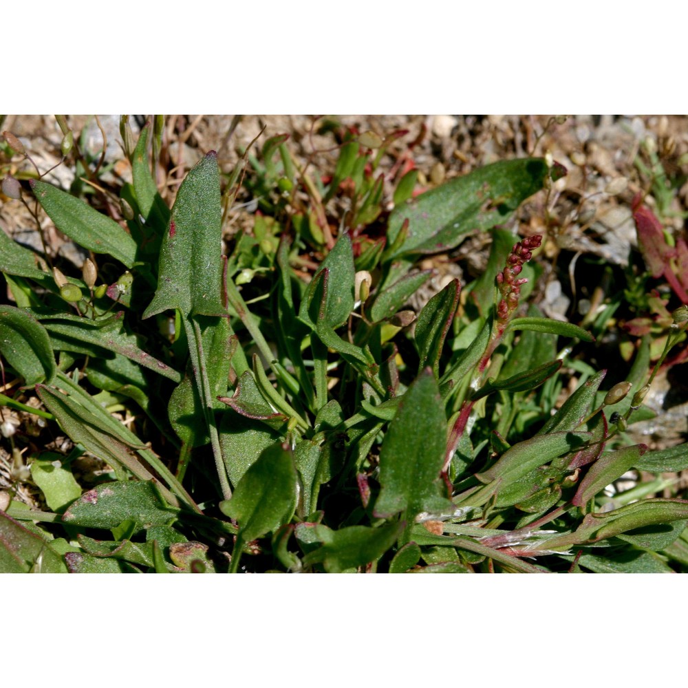 rumex acetosella l.