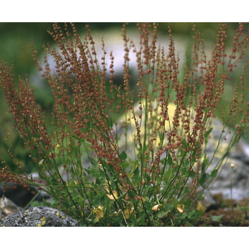 rumex acetosella l.