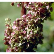 rumex alpinus l.