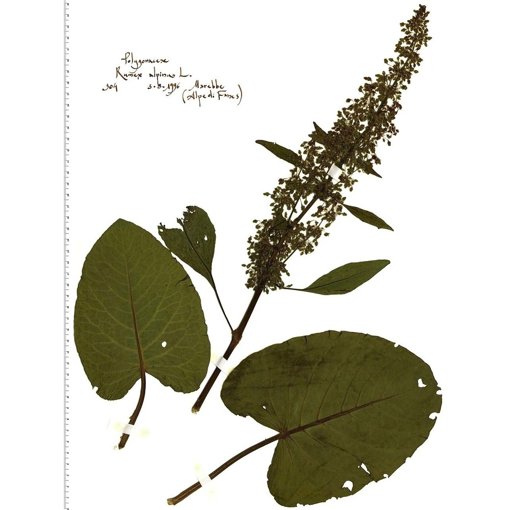 rumex alpinus l.