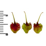 rumex alpinus l.