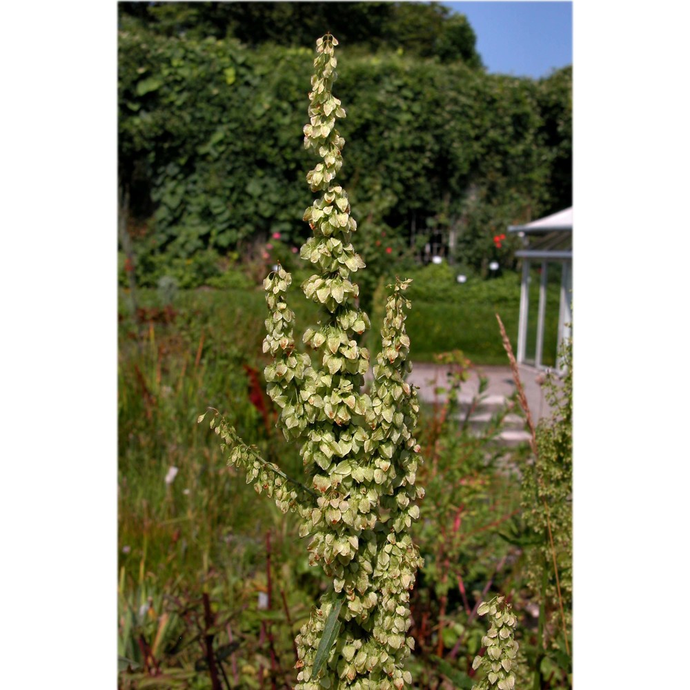 rumex aquaticus l.