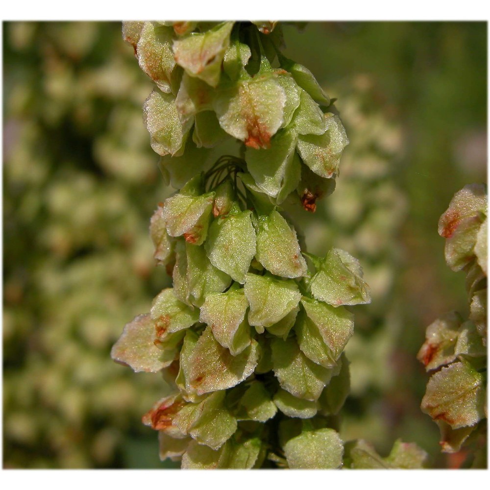 rumex aquaticus l.