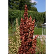 rumex aquaticus l.