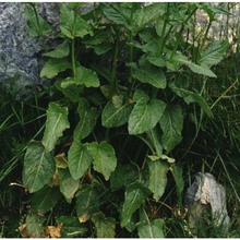 rumex arifolius all.