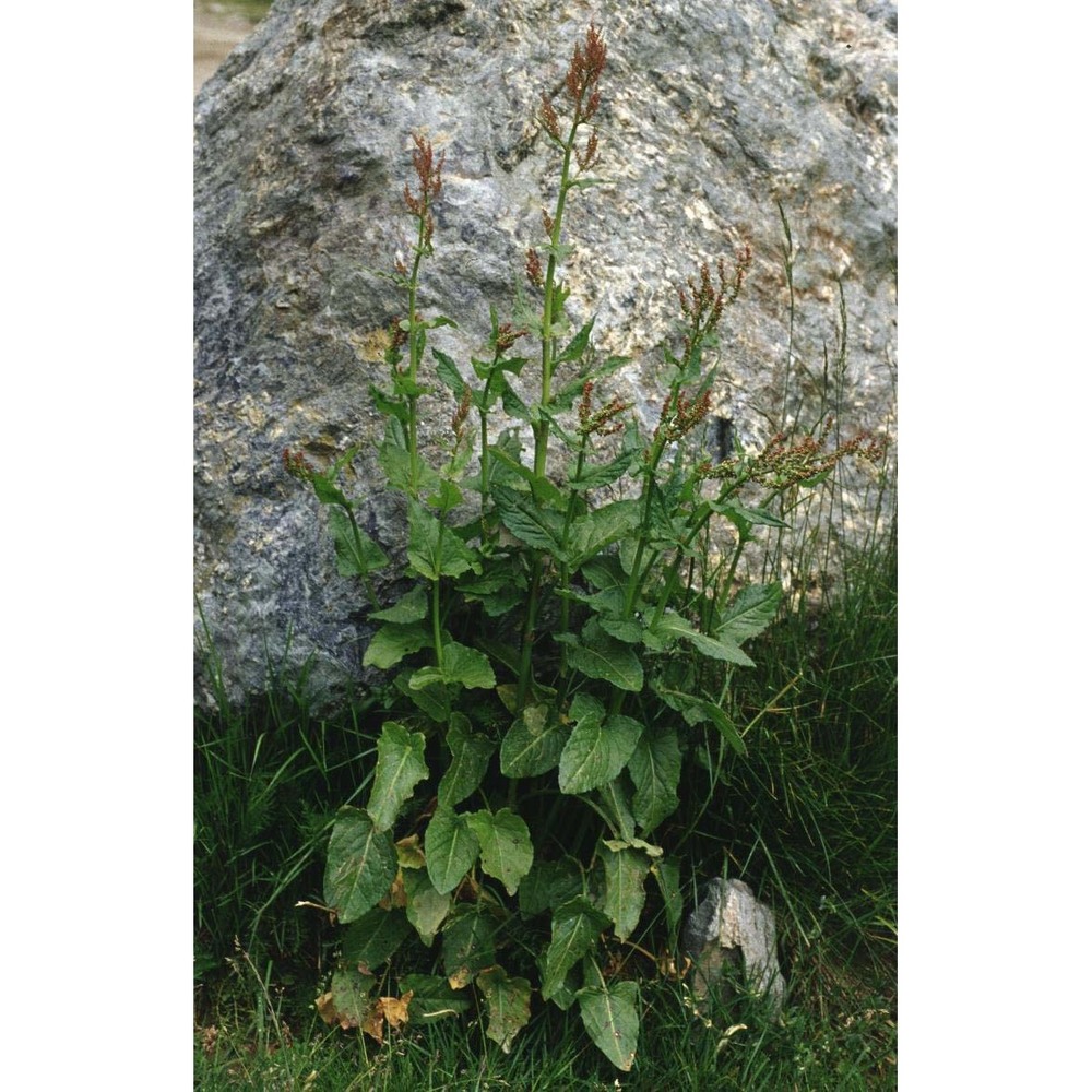 rumex arifolius all.